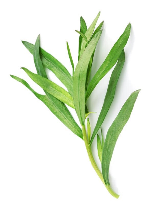 Tarragon essential oil (image for) Tarragon essential oil