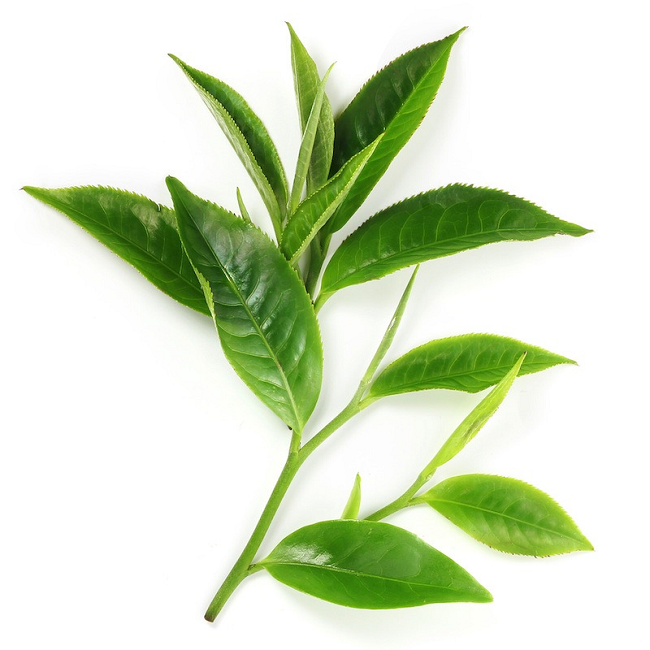 Tea Green Seed oil (image for) Tea Green Seed oil