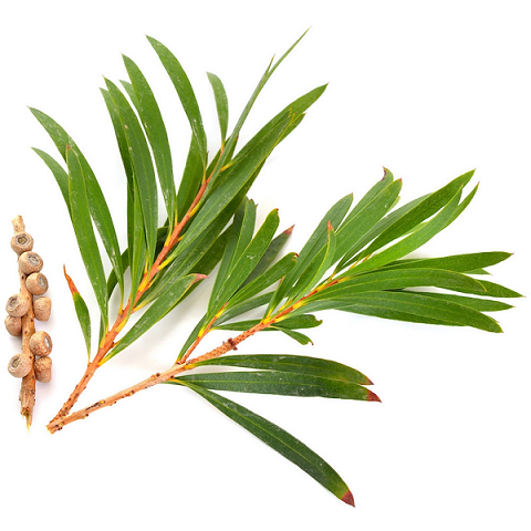 Tea Tree essential oil (image for) Tea Tree essential oil