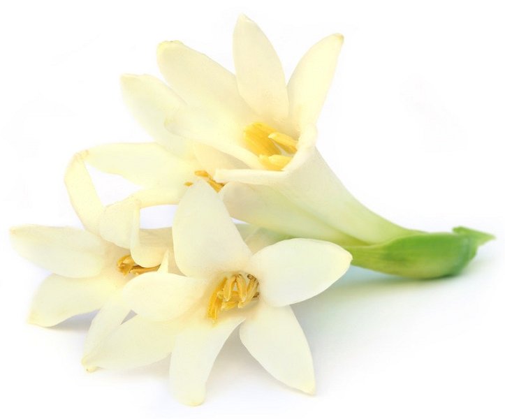 Tuberose absolute oil (image for) Tuberose absolute oil