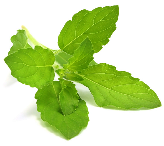Tulsi (Holy Basil) essential oil (image for) Tulsi (Holy Basil) essential oil