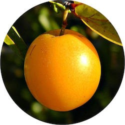 Ximenia oil (image for) Ximenia oil