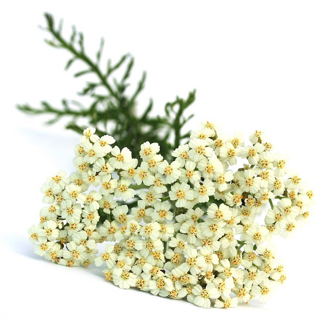 Yarrow Blue essential oil (image for) Yarrow Blue essential oil