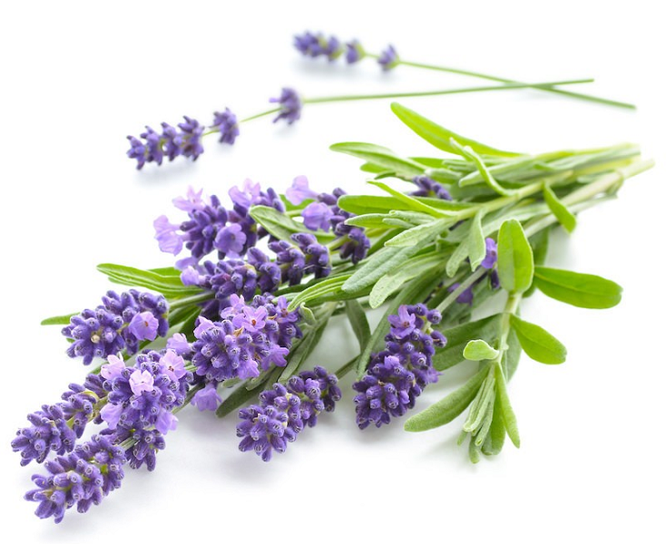 Lavender Hydrosol (image for) Lavender Hydrosol