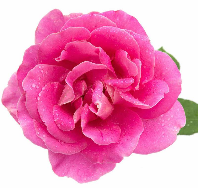 Rose Hydrosol Damask (image for) Rose Hydrosol Damask