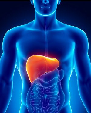 Liver Support (image for) Liver Support