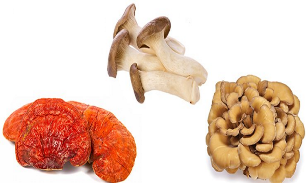 Mushroom Trio (image for) Mushroom Trio