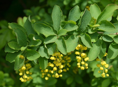 Barberry Root (image for) Barberry Root