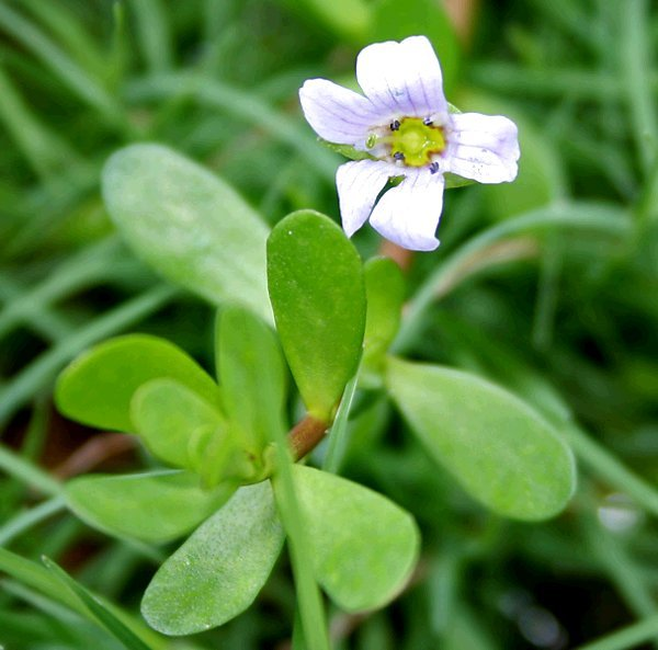 Brahmi (image for) Brahmi