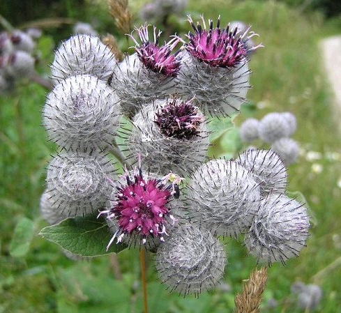 Burdock (image for) Burdock