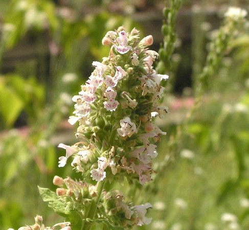 Catnip (image for) Catnip