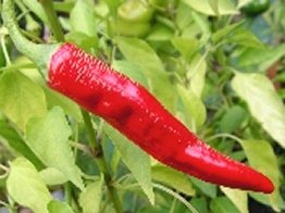 Cayenne (image for) Cayenne