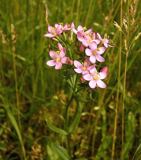 Centaury (image for) Centaury