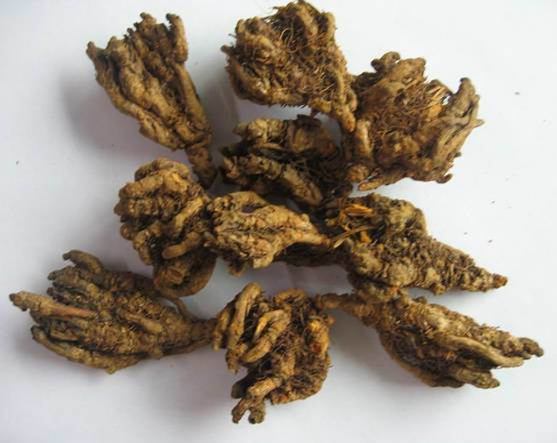 Huang Lian (image for) Huang Lian