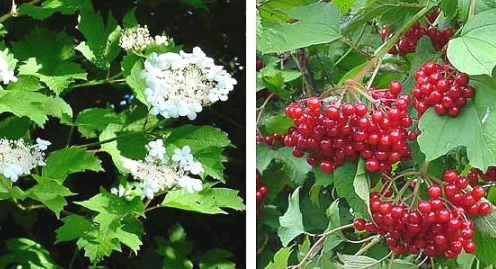 Cramp Bark (image for) Cramp Bark