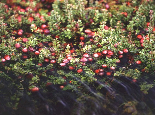 Cranberry (image for) Cranberry