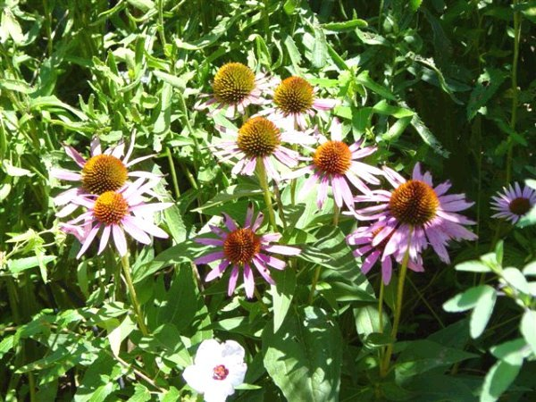 Echinacea Purpurea Leaf & Flower (image for) Echinacea Purpurea Leaf & Flower