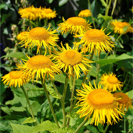 Elecampane Root (image for) Elecampane Root