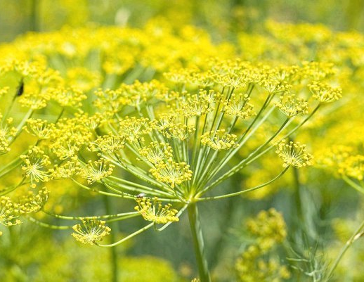 Fennel Seed (image for) Fennel Seed