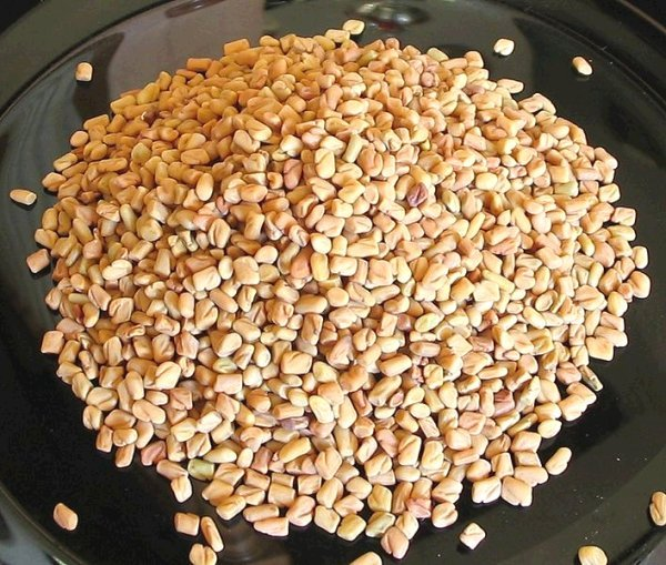 Fenugreek Seed (image for) Fenugreek Seed