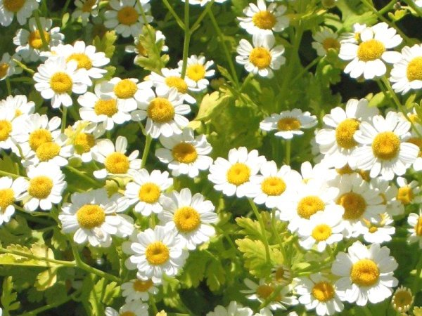 Feverfew (image for) Feverfew