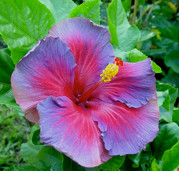 Hibiscus Flower (image for) Hibiscus Flower