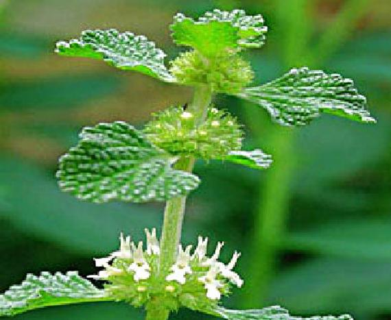 Horehound (image for) Horehound