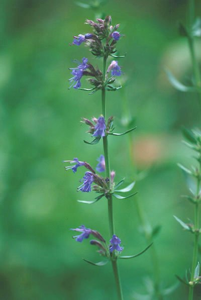 Hyssop (image for) Hyssop