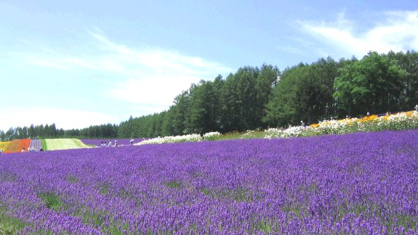 Lavender (image for) Lavender
