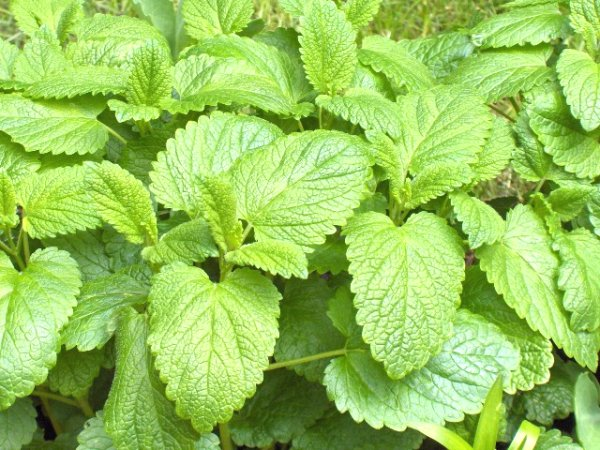 Lemon Balm (image for) Lemon Balm
