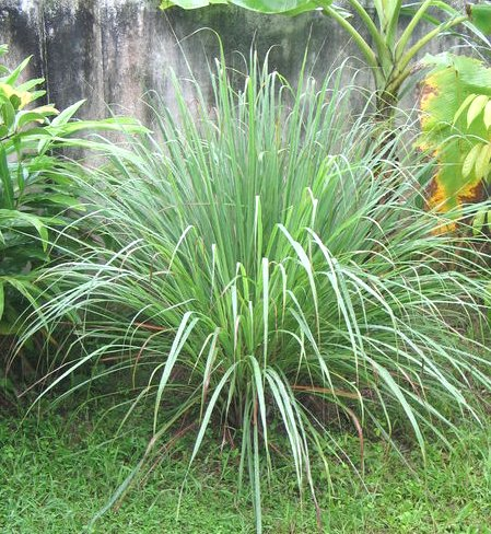 Lemon Grass (image for) Lemon Grass