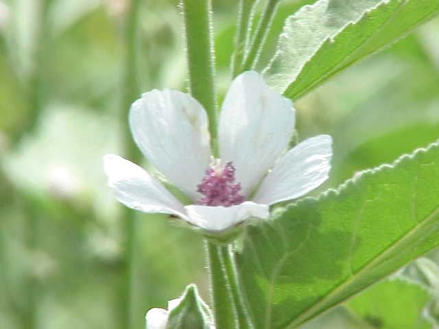 Marshmallow (image for) Marshmallow