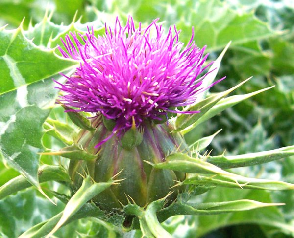 Milk Thistle (image for) Milk Thistle
