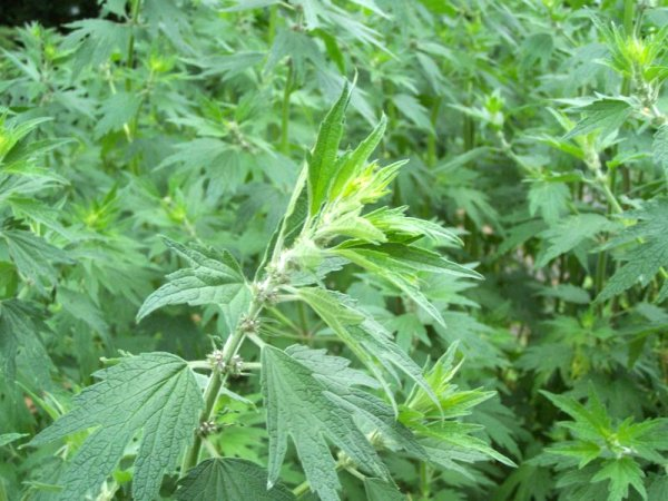 Motherwort (image for) Motherwort