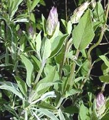 Sage (image for) Sage