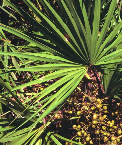 Saw Palmetto (image for) Saw Palmetto