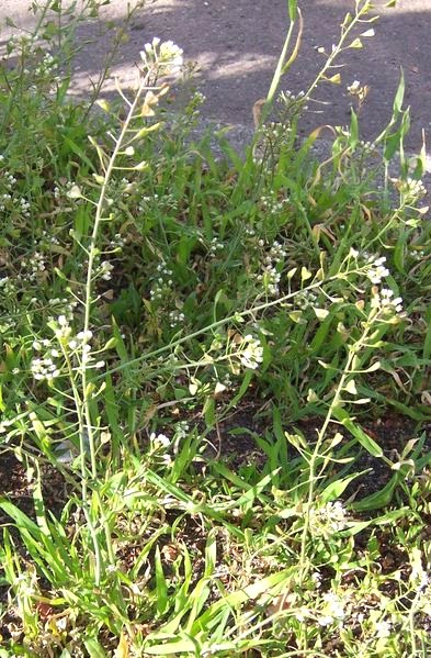Shepherds Purse (image for) Shepherds Purse