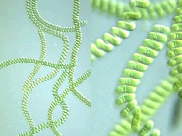 Spirulina (image for) Spirulina