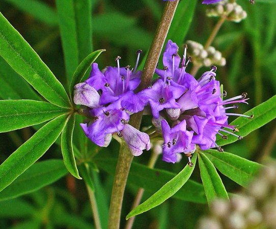 Vitex (image for) Vitex