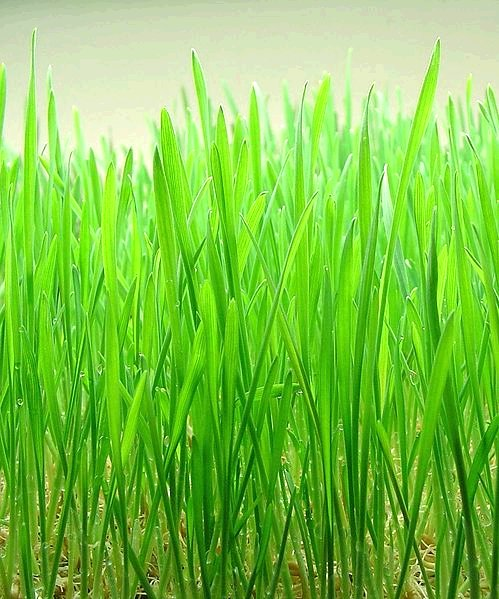 Wheat Grass (image for) Wheat Grass